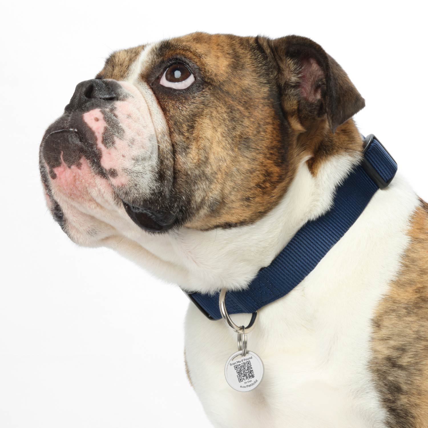 Pet Tag - Brown and white bulldog wearing blue collar with a Ring Pet Tag attached, featuring a QR code to help return lost pets.