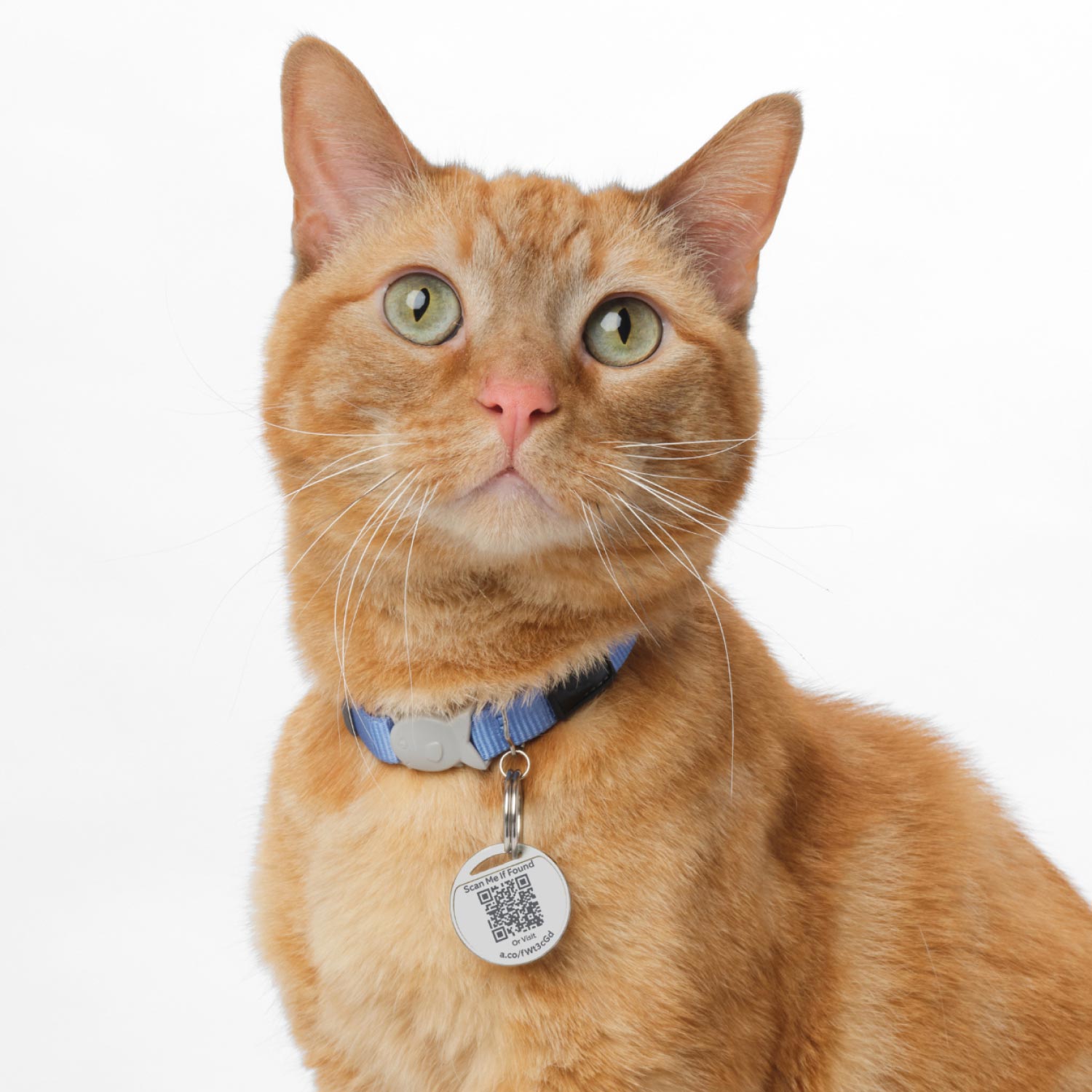 3-Pack Pet Tag - Orange tabby cat wearing a blue collar with a round Ring Pet Tag displaying a scannable QR code.